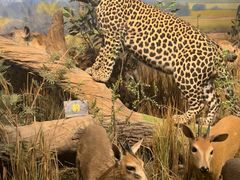 -陕西自然博物馆