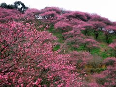 -新建村梅花