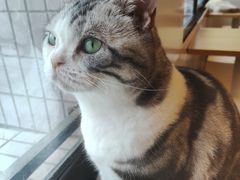 -有喵·猫咖·狗咖·30几只猫10只小狗(岗厦店)