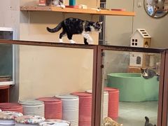 -Honey Bacca 哈尼芭卡高端萌宠(朝阳大悦城店)