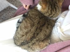 -十年猫舍·猫咪专门店(普陀店)
