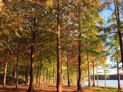 -上海海湾国家森林公园