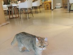 -藏猫猫咖啡主题馆(中央大道店)