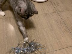 -萌兽医馆·犬猫专科·眼科中心·宠物医院(朝阳门分院)