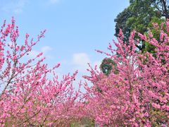 -秀丽东方