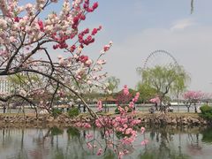 -无锡蠡湖国家湿地公园-蠡园