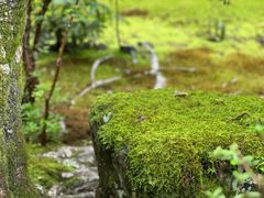 -西芳寺(苔寺)