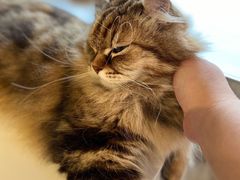 -猫儿山۰猫主题餐厅