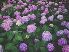 -上海滨江森林公园