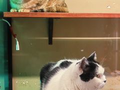 -猫咪博物馆(顶澳仔猫街店)