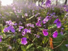 -白塘生态植物园