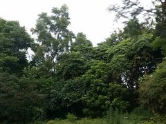 -美的鹭湖森林度假区