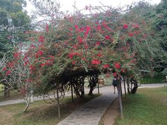 -中国科学院西双版纳热带植物园