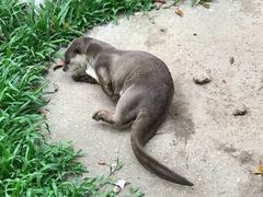 -清迈夜间动物园