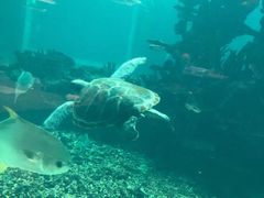 -海棠湾洲际-涛·海底餐厅·美人鱼·自助餐·海底隧道