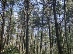 -帽儿山国家森林公园