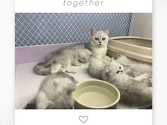 -喵的天空名猫咖啡馆·撸猫·猫舍·用品