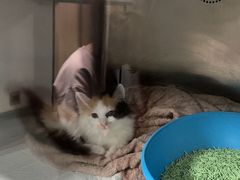 -艾贝尔宠物医院·24H转诊中心·肿瘤猫专科(江宁双龙店)