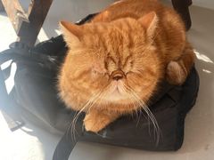 -猫友咖啡店(玉林西路店)