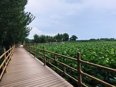 -白渔泡湿地公园