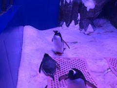 -暹罗海洋世界