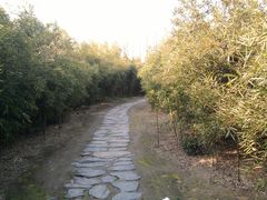 肖甸湖-同里国家湿地公园