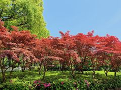 -上海鲜花港