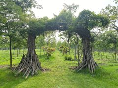 -上海海湾国家森林公园