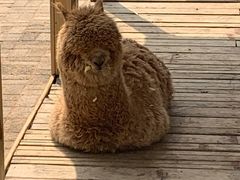 -长白岛森林公园