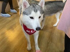 -Husky Go! 哈士奇体验馆·宠物咖啡厅狗咖