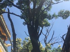 -塔尔寺-菩提树