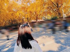 -三里屯东五街银杏大道
