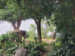 -深圳野生动物园