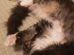 -猫大福·Fortune Cat猫舍(百子湾店)