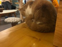 -豆老板的猫咖啡(碑林博物馆店)
