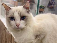 -楼上猫咖(罗湖店)