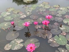 -中国科学院西双版纳热带植物园