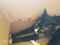 -猫猫幼稚园·撸猫·桌游·电玩