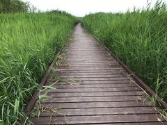 -西青郊野公园