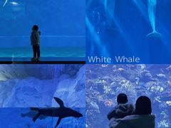 -芜湖新华联大白鲸海洋公园