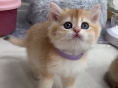 -糯米喵星人总部直营旗舰店·猫舍·幼猫出售