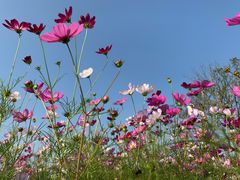 -春花秋色城市公园