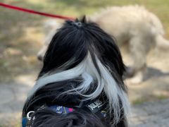 -南翔镇银翔湖公园