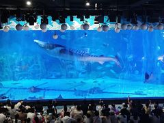 -烟台海昌鲸鲨海洋公园