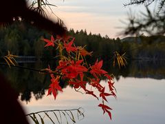 -五营红松林海景区
