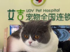 -艾吉宠物医院·疑难杂症转诊中心·猫友好(碧江路院)
