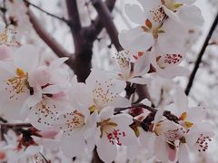 -国家植物园