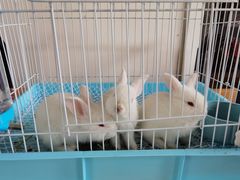 -洪湖家庭农场·团建·露营·会议
