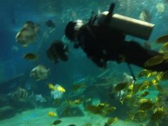 -锦艺城海洋馆