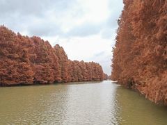 -上海海湾国家森林公园